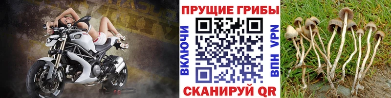 как найти закладки  Высоцк  Галлюциногенные грибы мицелий 